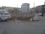 KURBANLIK SATIŞI - Bilecik'te Kurbanlıklar Elde Kaldı