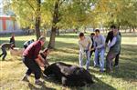 İLGİNÇ GÖRÜNTÜ - Oltu'da Kurban Bayramı