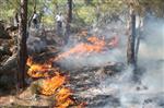 KAYAKÖY - Sigara İzmariti Ormanı Yaktı