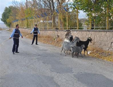 Eskişehir’de Keçi Operasyonu