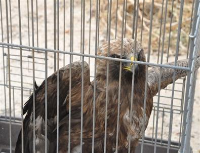 Oğlunun Tavuk Zannedip Yakaladığı Şahini Milli Parklar’a Teslim Etti