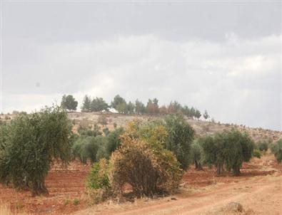 Sınırda Sessizlik Hakim