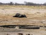 İNGILIZ TELEGRAPH - Siyanürle 300 fili katlettiler
