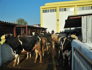 Keşan Mezbahası'nda Kurban Bayramı'nda 511 Hayvan Kesildi