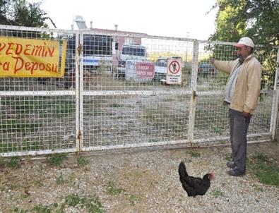 Yediemine Bırakılan Araçlar Kümes Hayvanlarının Mekânı Oldu