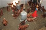 DOĞAL ÜRÜN - Bunlar Da Üniversiteli Köy Tavukları