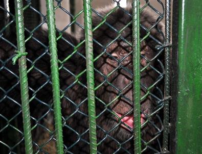 Şempanzenin Firarı Kısa Sürdü