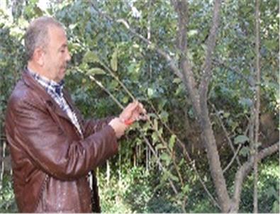 Sonbahar Dönemi Budama Eğitimleri Yapıldı