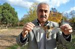 SEHER VAKTI - Sivas’taki Bülbül Ölümleri Dikkat Çekiyor