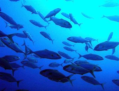 Balıkçılıkta Bilgi Eksikliği Temel Sorun