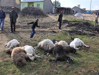 Muş’ta Ahır Çöktü, 20 Küçükbaş Hayvan Telef Oldu
