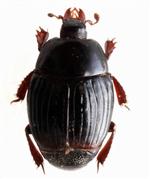 KAŞIF - (özel Haber) Türkiye’de Yeni Bir Böcek Türü Keşfedildi