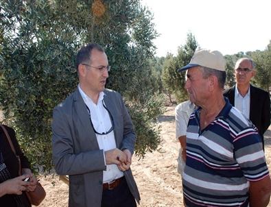 Didim Zeytin Festivalinde Zeytin Hasadı Yapıldı; Zeytin Sıkımı Gerçekleştirildi