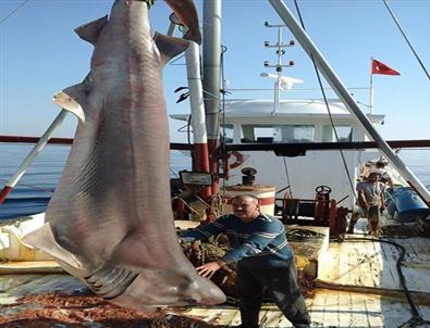 Kuşadası’nda Ağlara 600 Kiloluk Köpekbalığı Takıldı