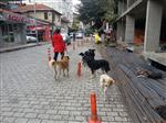 SOKAK KÖPEKLERİ - Başıboş Köpekler Tehlike Saçıyor