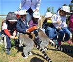DOĞAL YAŞAM PARKI - Çocuklar Lemurları Elleriyle Besledi
