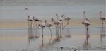 Düden Gölü'nde Flamingo Göçü Başladı