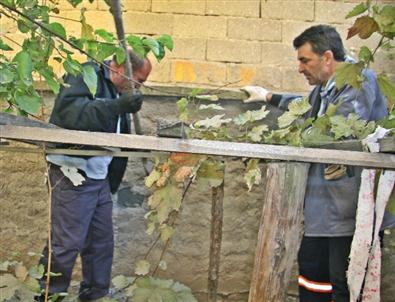 Çorum’da Yavru Kedi Kurtarma Operasyonu