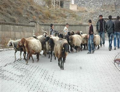 Hakkari’de Kurban Satış Yeri Belirlendi