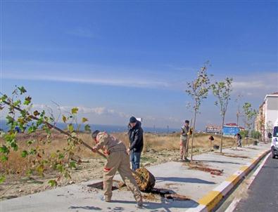 Beylikdüzü Yeşilleniyor