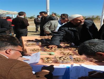 Konya’da Ceviz Günü Etkinliği