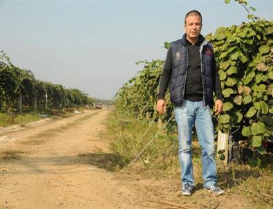 Bursa'da Kivide Rekor Üretim Bekleniyor