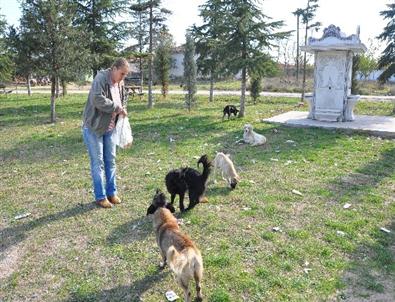 Hayatını Sokak Köpeklerine Adadı
