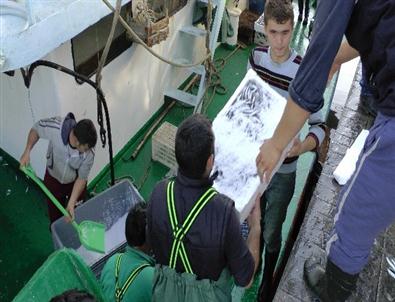 Karadenizde Hamsi Bolluğu