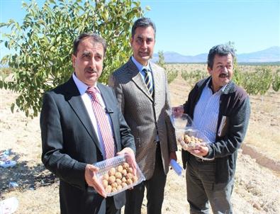 Beyşehir Ceviz Üretiminde Kaman’a Rakip Olacak