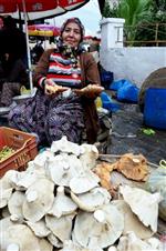 KAZ DAĞLARI - Kaz Dağları’nda Mantar Bolluğu