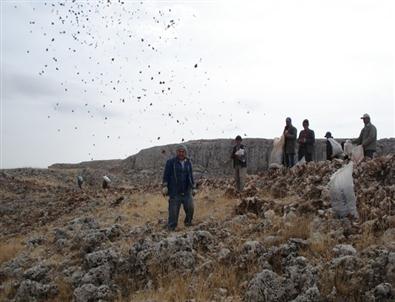 Karpelli Sedir Ekimi Devam Ediyor