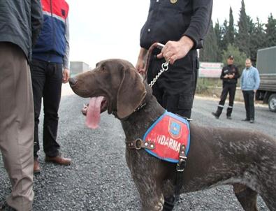 Narkotik Köpekli Uygulama