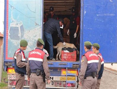 Tır İle Kaçak Taşıyan İki Zanlı Tutuklandı