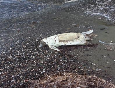 Marmaris’te Başı Kopuk Caretta Caretta Kaplumbağası Bulundu