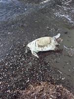 CARETTA CARETTA - Marmaris’te Başı Kopuk Caretta Caretta Kaplumbağası Bulundu
