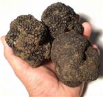 (özel Haber) Muğla Trüf Mantarı Merkezi Oldu