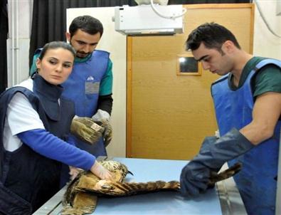 Yaralı Baykuşa Medikal Tedavi