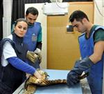 Yaralı Baykuşa Medikal Tedavi