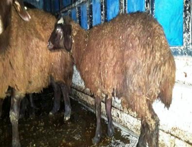 İğdır'da Hayvan Hırsızlığı Açıklaması