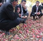 ERTUĞRUL KıLıÇ - Malatya Milletvekili Veli Ağbaba, Elma Üreticilerin Sorunlarını Dinledi