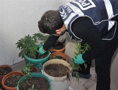Ayvalık’ta Uyuşturucu Operasyonu