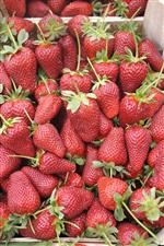 CEVDET ERTÜRKMEN - Sultanhisar’da Çilek Yetiştiriciliği Kursu