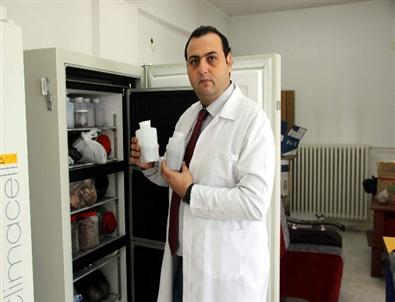 Baltalık Ormanlardan Çok Yönlü Faydalanılacak