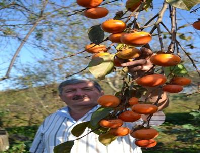 Ordu’da Cennet Hurması Bereketi Yaşanıyor