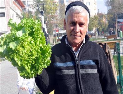 (özel Haber) İstanbul'da Cep Yakan Sebzeler Balıkesir'de Sudan Ucuz