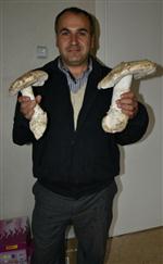 Denizli'de Dev Mantar