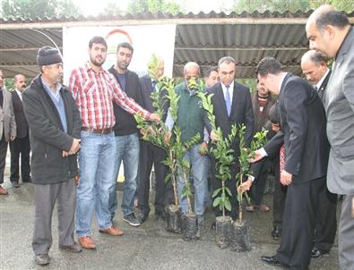Dörtyol’da Üreticiye Narenciye Fidanı Dağıtıldı