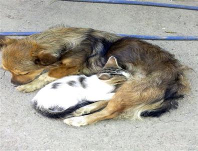 Minik Kedi, Köpeği Annesi Zannediyor