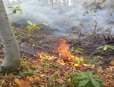 Zonguldak’ta Orman Yangını