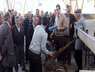 Çiftçilere 2 Bin 950 Adet Sertifikalı Ceviz Fidanı Dağıtıldı
